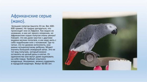 Жако