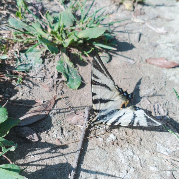 Бабочка Подалирий