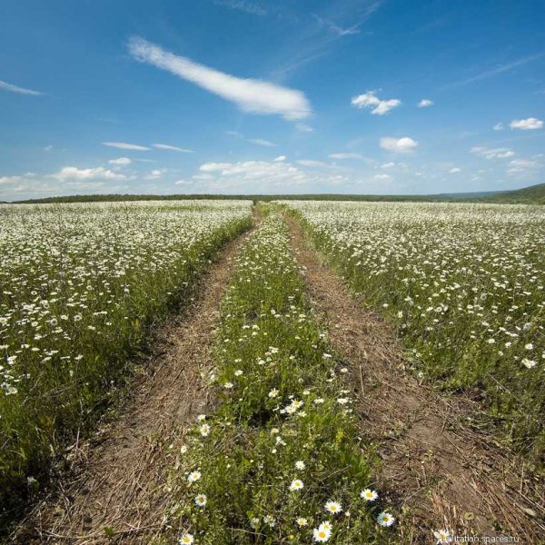 Дорога цветов