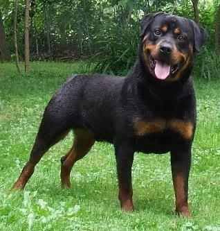 colorful pictures of rotties Your ideal pack in pics - Page