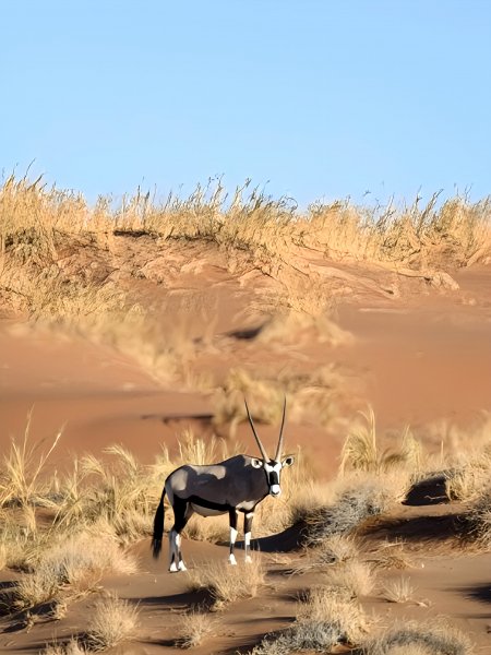 Антилопа Гну