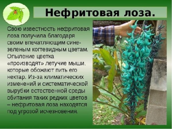 Нефритовая лоза