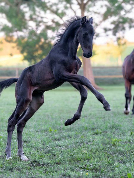 BEST HORSE