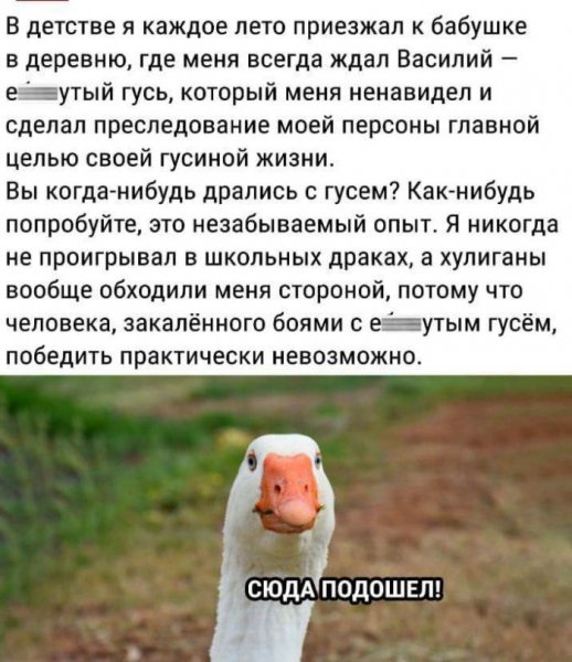 Dad65f7e80 samye-smeshnye-memy-i-kartinki-dlja-nastroenija-7