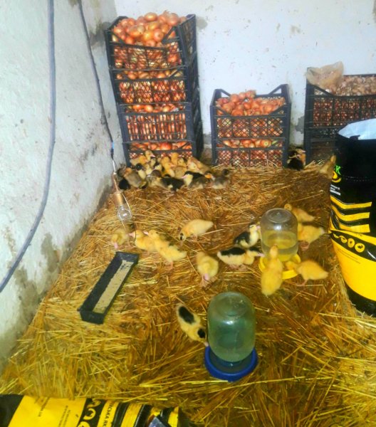 IMG 20240803 192103 183