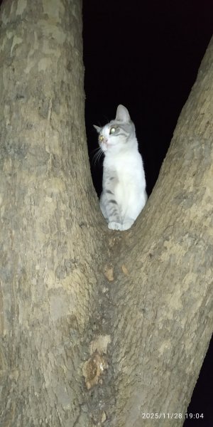 Cat 20251128 190440