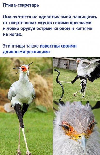 Птица - секретарь