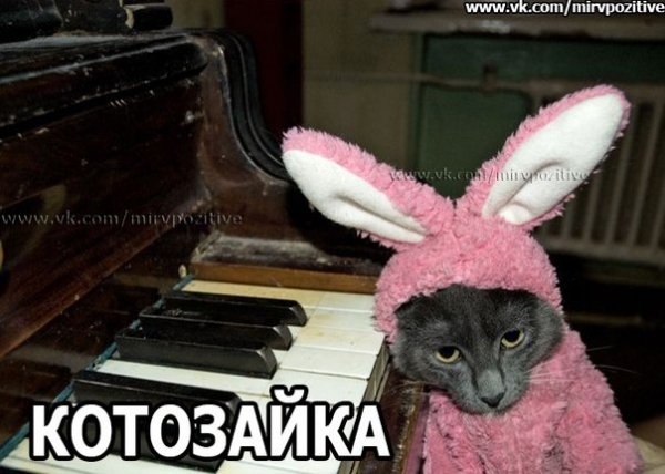 Котозайка