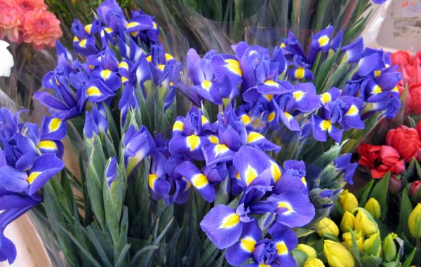 buket-irisov-na-8-marta