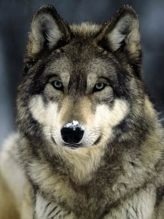 Volk
