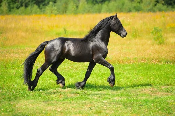 Depositphotos 12167683-stock-photo-black-horse-runs-trot-in
