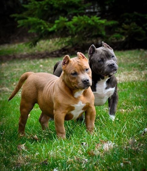 PitbullBullterrier