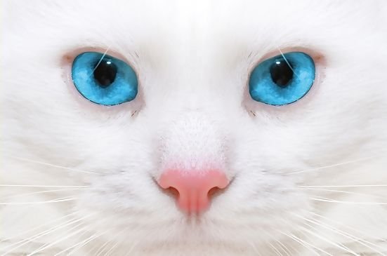 Кошки Синие Глаза