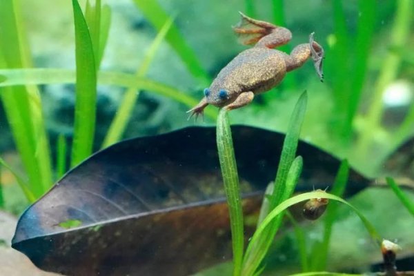 jumora-i-pozitiva-podborka-15