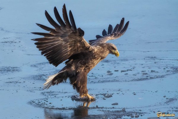 Орлан белохвост