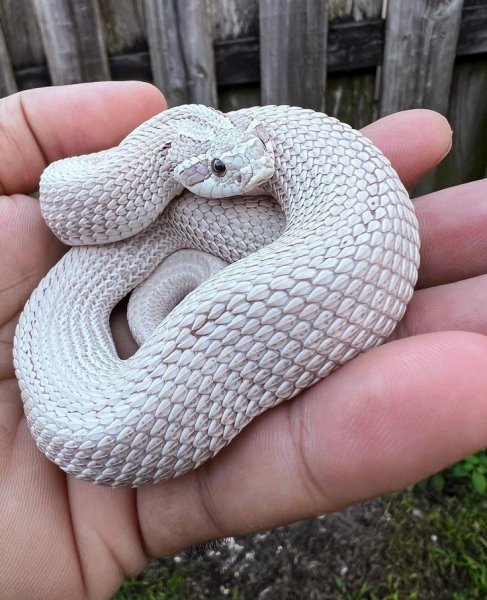 World of snakes