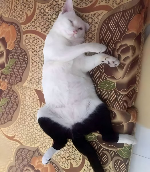 Кот в чёрных штанах
