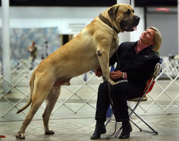 English Mastiff 2-800x631