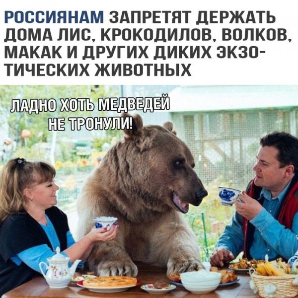 Медведи