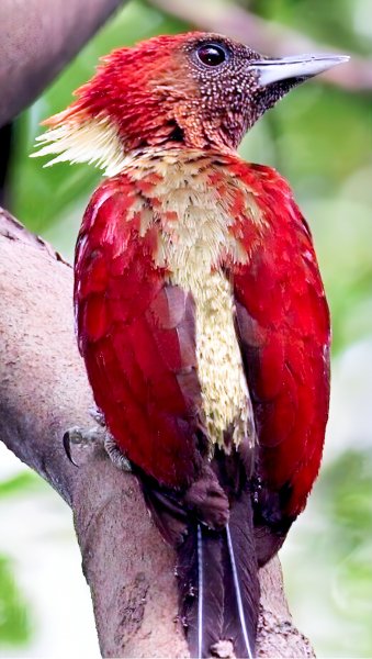 Красный Дятел