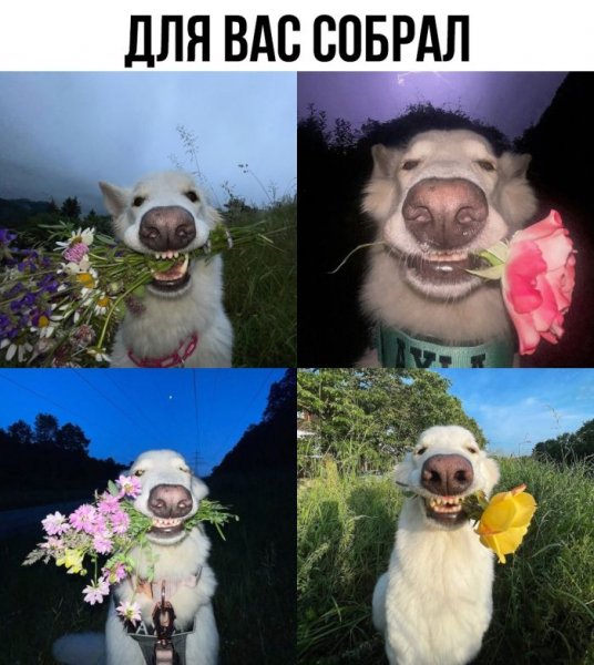 3e7ad8943e memy-dnja-novye-smeshnye-kartinki-s-nadpisjami-20