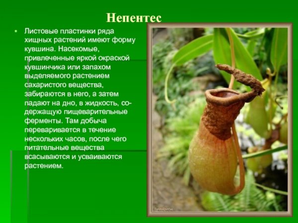 Непентес