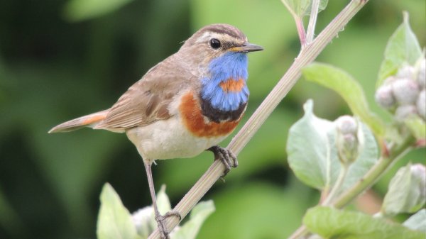 Assorti (HD Wallpapers. Part 279 (26)