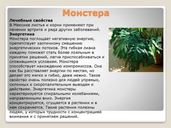 Монстера