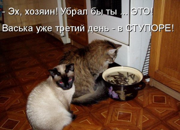 Опаньки!