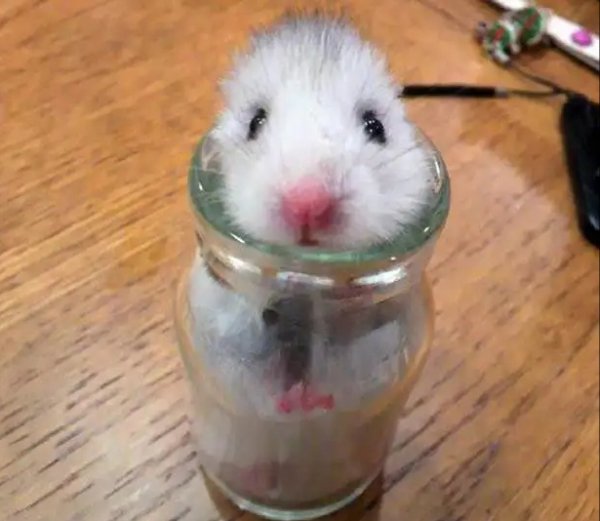 Животное