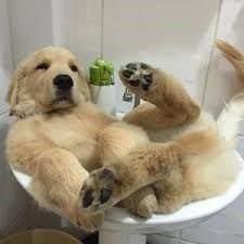 Move Over Cats, Adorable Dogs Have Taken Over The Sinks - Cut