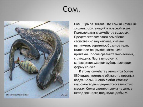 Сом
