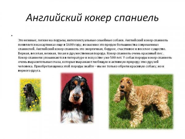 Английский кокер спаниель