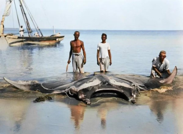 Морской дьявол