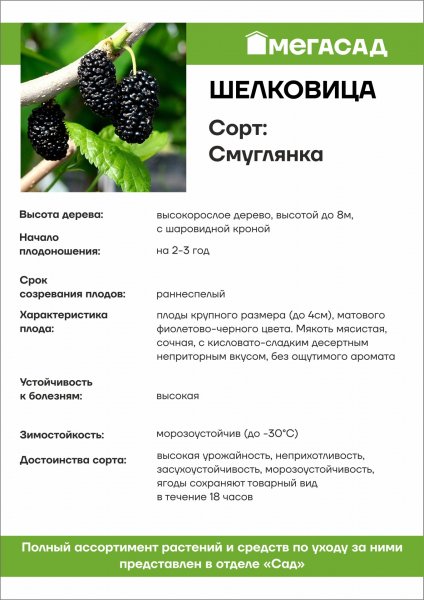 Смуглянка