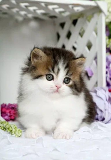 Котята~01