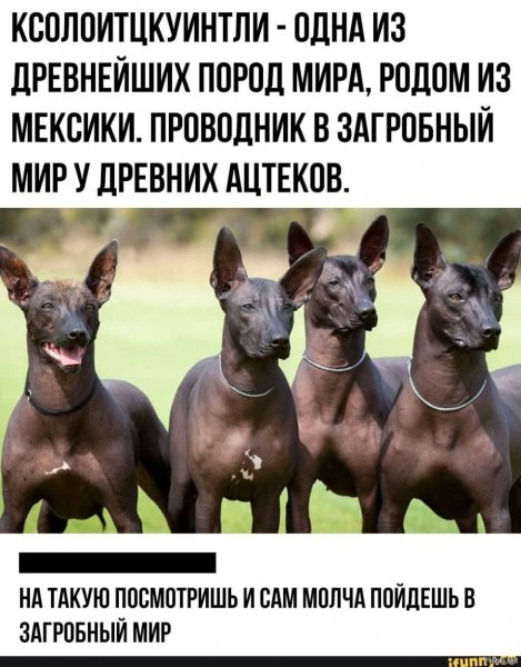 Sobaki-poroda-sobak-atstekov