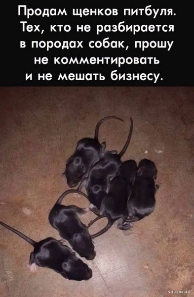 Продам щенков питбуля