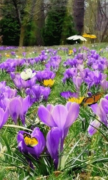 Подснежники