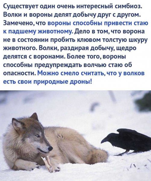 Природные дроны!