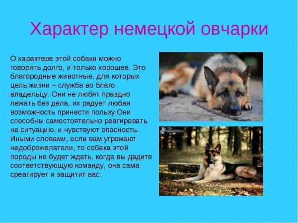 Немецкая овчарка