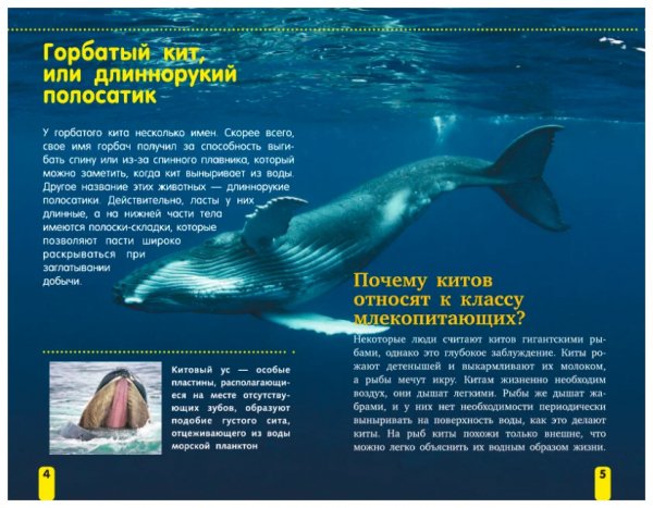 Горбатый кит
