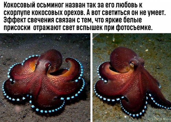 Кокосовый осьминог