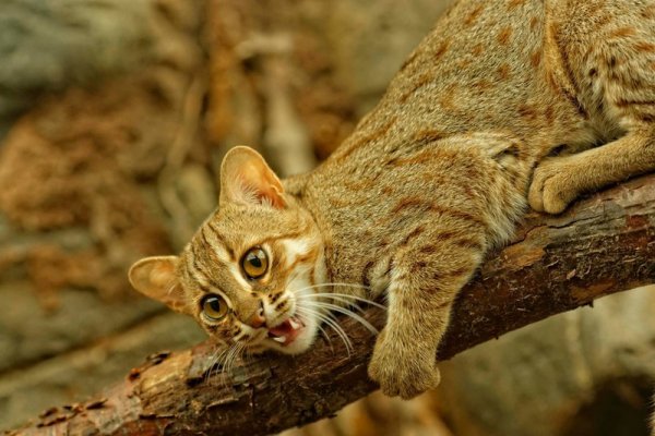 Ржавая кошка, или пятнисто-рыжая кошка