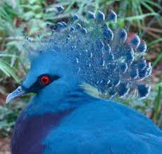 pics