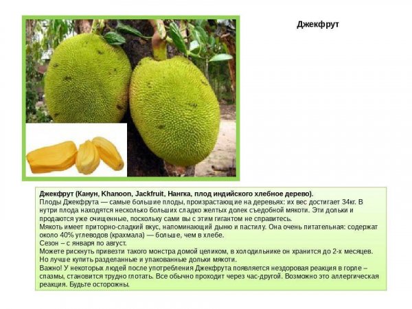 Джекфрут