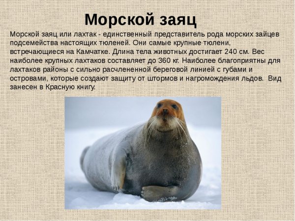 Морской заяц