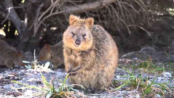 11 Quokka