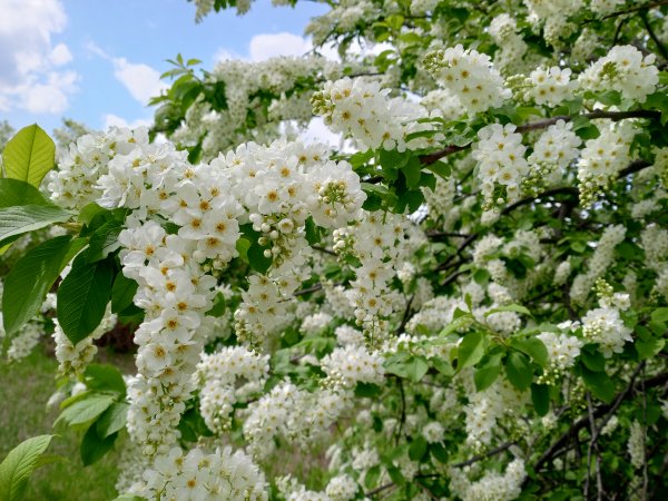 Какие бутоны