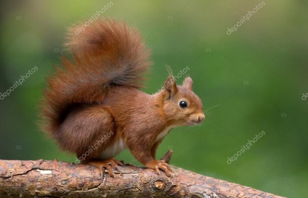 photo-red-squirrel-in-the-for